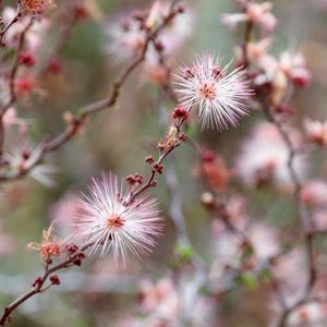 Preview wallpaper calliandra, flowers, branch, pink