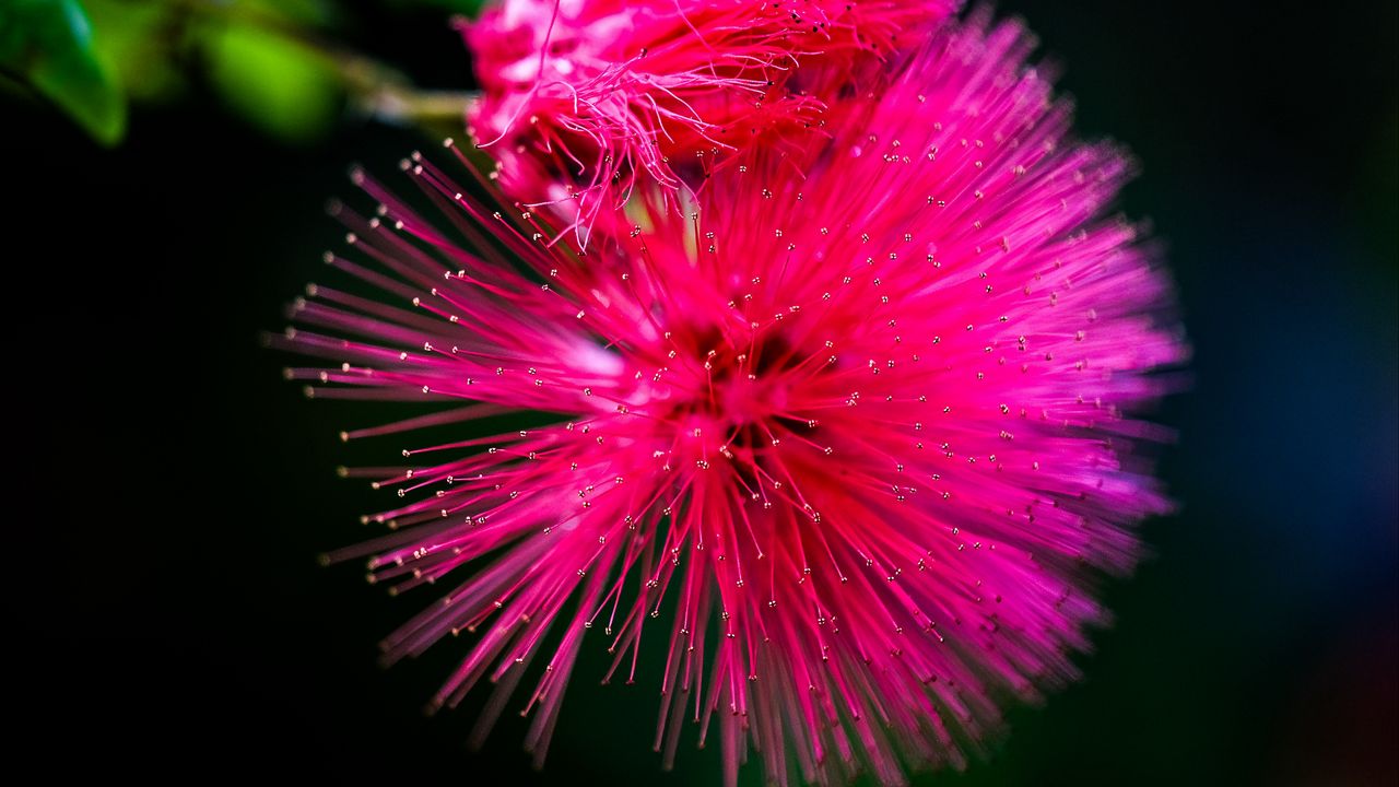Wallpaper calliandra haematocephala, flower, pink, macro