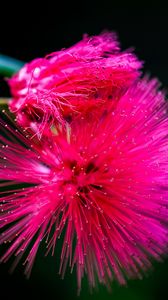 Preview wallpaper calliandra haematocephala, flower, pink, macro