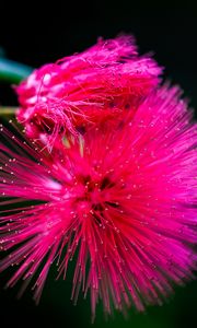 Preview wallpaper calliandra haematocephala, flower, pink, macro