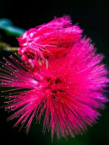 Preview wallpaper calliandra haematocephala, flower, pink, macro