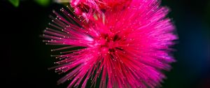 Preview wallpaper calliandra haematocephala, flower, pink, macro