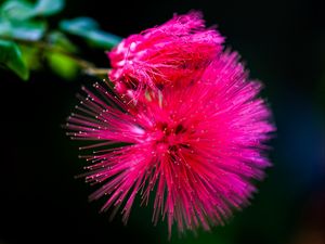 Preview wallpaper calliandra haematocephala, flower, pink, macro