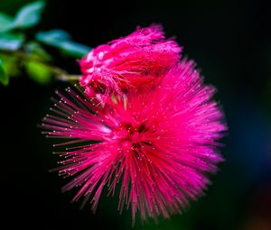 Preview wallpaper calliandra haematocephala, flower, pink, macro