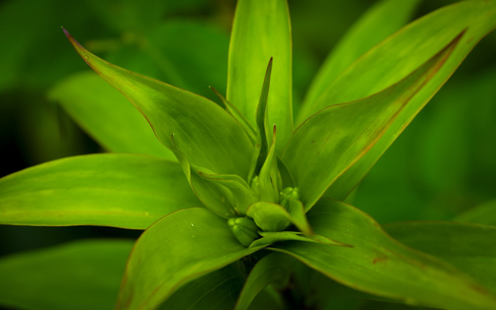 1680x1050 Wallpaper callisia, leaves, plant, green