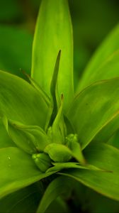 Preview wallpaper callisia, leaves, plant, green