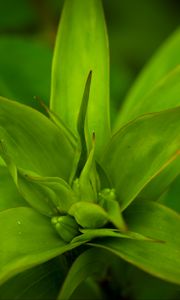 Preview wallpaper callisia, leaves, plant, green