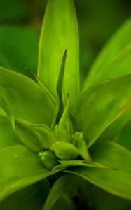Preview wallpaper callisia, leaves, plant, green
