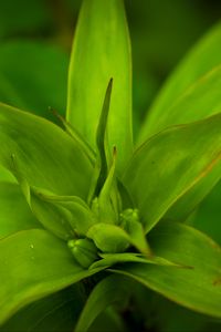 Preview wallpaper callisia, leaves, plant, green
