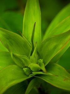 Preview wallpaper callisia, leaves, plant, green