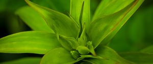 Preview wallpaper callisia, leaves, plant, green