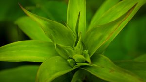 Preview wallpaper callisia, leaves, plant, green