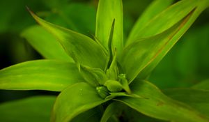 Preview wallpaper callisia, leaves, plant, green