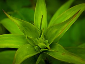 Preview wallpaper callisia, leaves, plant, green