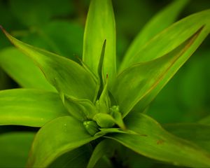 Preview wallpaper callisia, leaves, plant, green