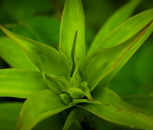 Preview wallpaper callisia, leaves, plant, green