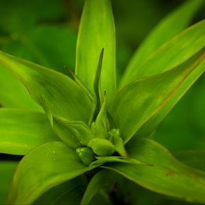 Preview wallpaper callisia, leaves, plant, green