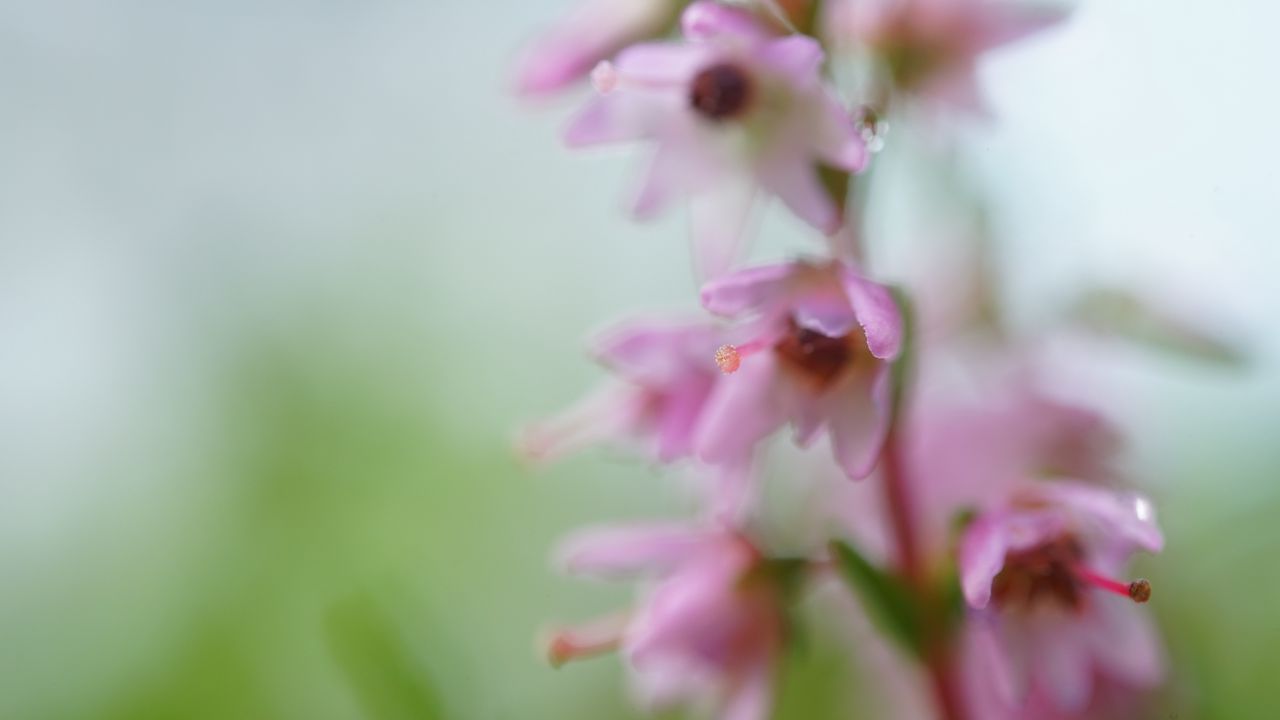 Wallpaper calluna, flowers, blur