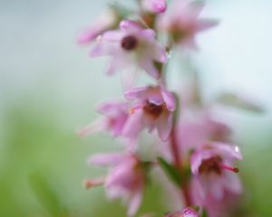 Preview wallpaper calluna, flowers, blur