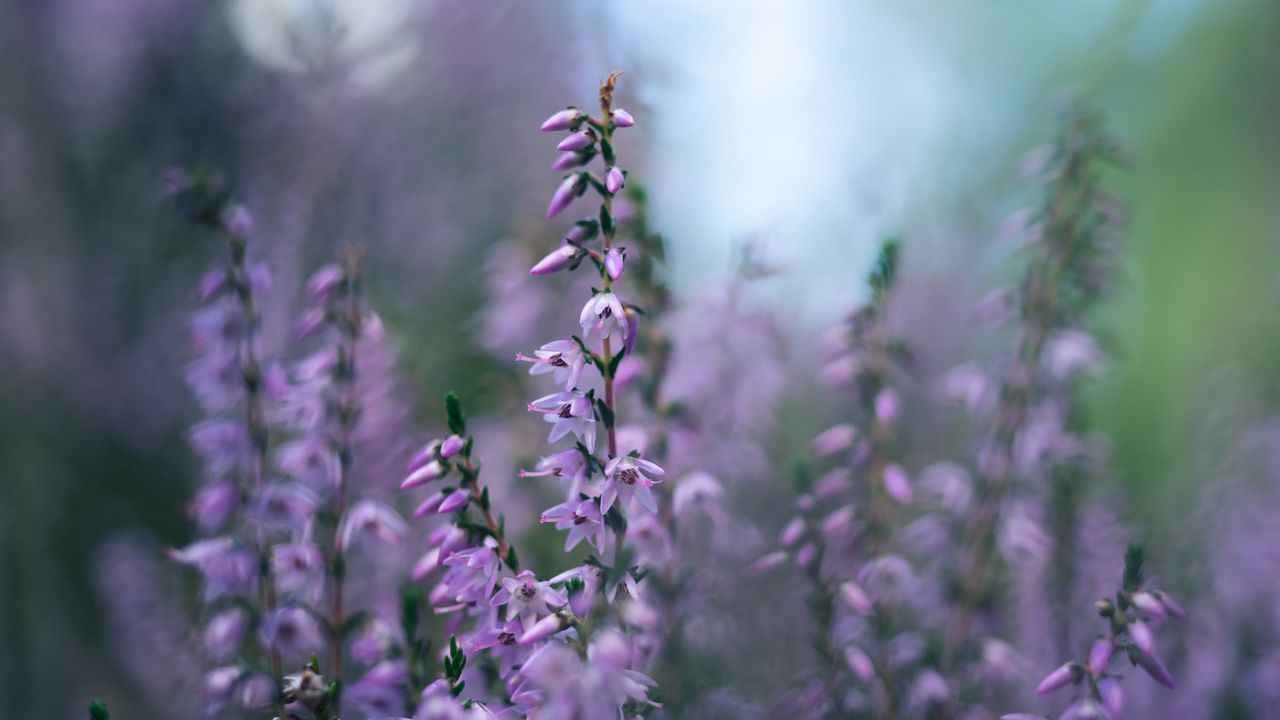 Wallpaper calluna vulgaris, flowers, buds, purple