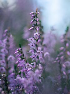 Preview wallpaper calluna vulgaris, flowers, buds, purple
