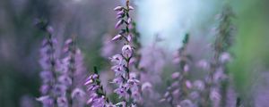Preview wallpaper calluna vulgaris, flowers, buds, purple