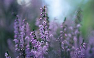 Preview wallpaper calluna vulgaris, flowers, buds, purple