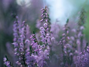 Preview wallpaper calluna vulgaris, flowers, buds, purple