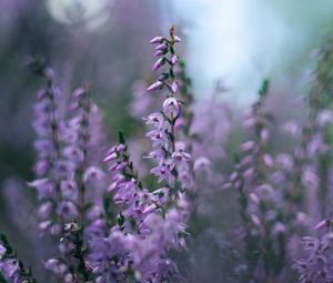 Preview wallpaper calluna vulgaris, flowers, buds, purple