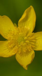 Preview wallpaper caltha palustris, flower, petals, yellow, macro, blur