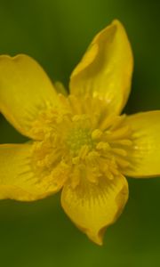 Preview wallpaper caltha palustris, flower, petals, yellow, macro, blur