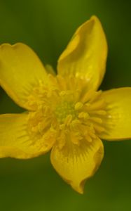 Preview wallpaper caltha palustris, flower, petals, yellow, macro, blur