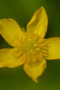 Preview wallpaper caltha palustris, flower, petals, yellow, macro, blur