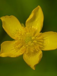 Preview wallpaper caltha palustris, flower, petals, yellow, macro, blur