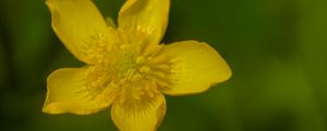 Preview wallpaper caltha palustris, flower, petals, yellow, macro, blur