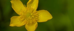 Preview wallpaper caltha palustris, flower, petals, yellow, macro, blur