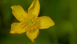 Preview wallpaper caltha palustris, flower, petals, yellow, macro, blur