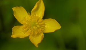 Preview wallpaper caltha palustris, flower, petals, yellow, macro, blur