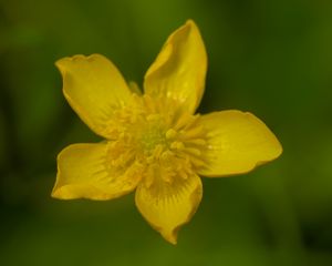 Preview wallpaper caltha palustris, flower, petals, yellow, macro, blur