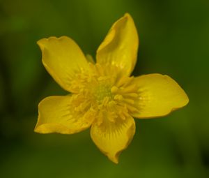 Preview wallpaper caltha palustris, flower, petals, yellow, macro, blur