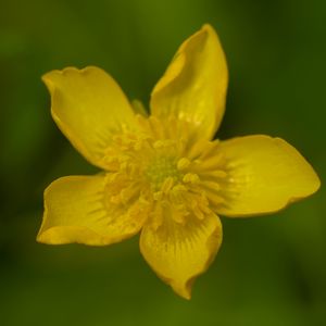 Preview wallpaper caltha palustris, flower, petals, yellow, macro, blur