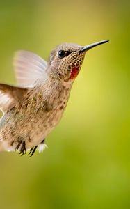 Preview wallpaper calypte anna, hummingbird, bird, flight