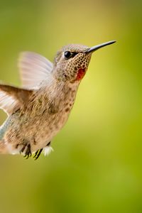 Preview wallpaper calypte anna, hummingbird, bird, flight