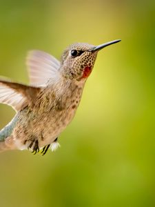 Preview wallpaper calypte anna, hummingbird, bird, flight