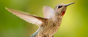 Preview wallpaper calypte anna, hummingbird, bird, flight