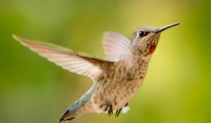 Preview wallpaper calypte anna, hummingbird, bird, flight