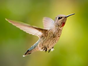 Preview wallpaper calypte anna, hummingbird, bird, flight