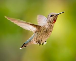 Preview wallpaper calypte anna, hummingbird, bird, flight