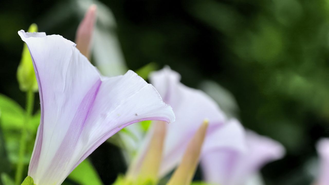 Wallpaper calystegia, flowers, buds, leaves, plant