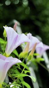 Preview wallpaper calystegia, flowers, buds, leaves, plant